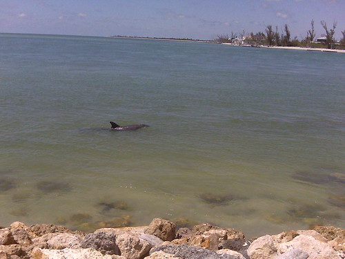 Walk with a dolphin on Captiva Island