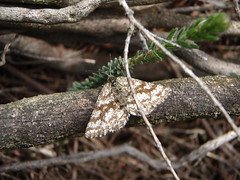 Common Heath (Ematurga atomaria)