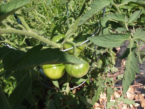 Green Tomatoes on the Vine in My Garden 