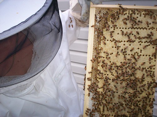 capped brood and a little capped honey in the bottom left of the frame