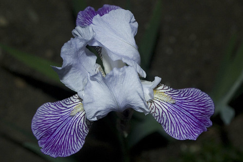 Purple Veined Iris