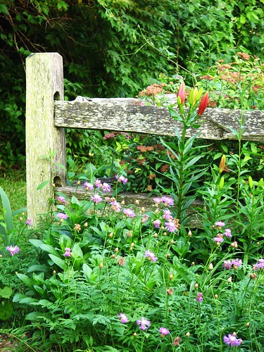 corner of the fenced garden