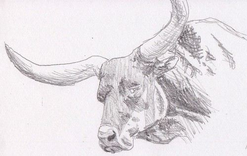 Dro: Bull Doodle 05/09/11 by stephro