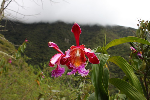 Big orchid