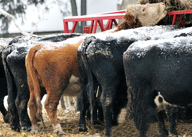 I liked the contrast between the cows and the snow.