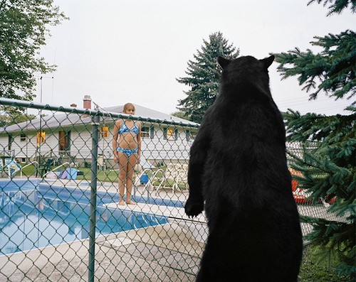 Amy Stein Bear w swimming pool