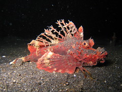 Spiney Devilfish
