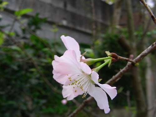 金龍湖-櫻花