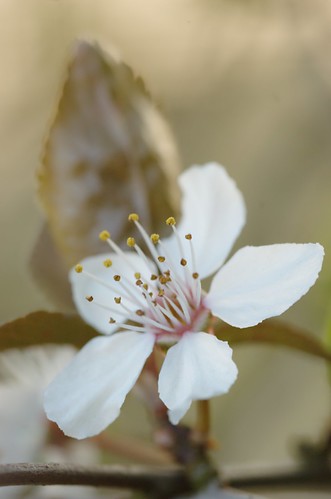 Prunus cerasifera nigra - Kerspruim, Cherry plum