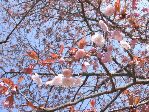 09-04-05【桜】＠奈良公園-07