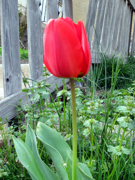 Red Tulip (Click to enlarge)
