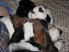 Bacon/Panda Cuddling