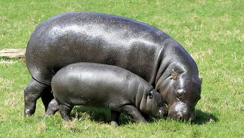 Pygmy Hippopotamus 6