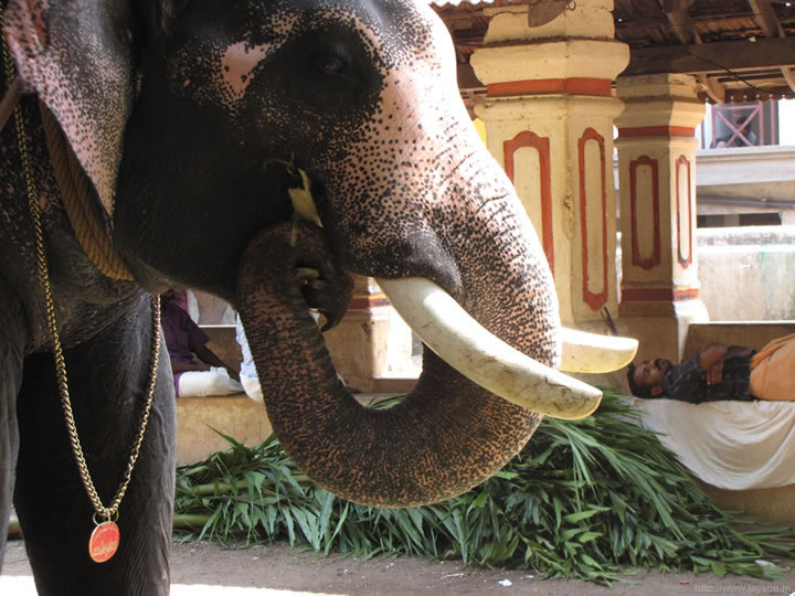 thrissur pooram - Elephant and Mahout