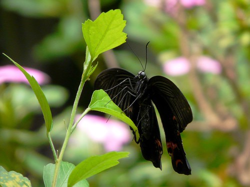 Papilio protenor - 黑鳳蝶