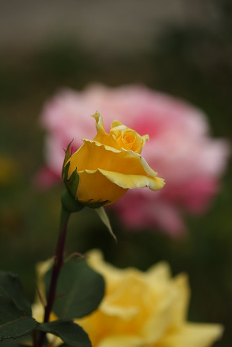 Yellow Rose 3237