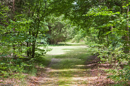 Trail at Adkins Arboretum