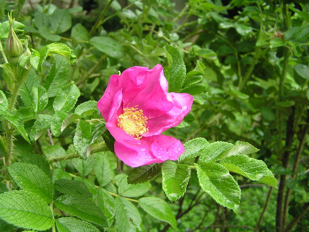 rose (may 2010)