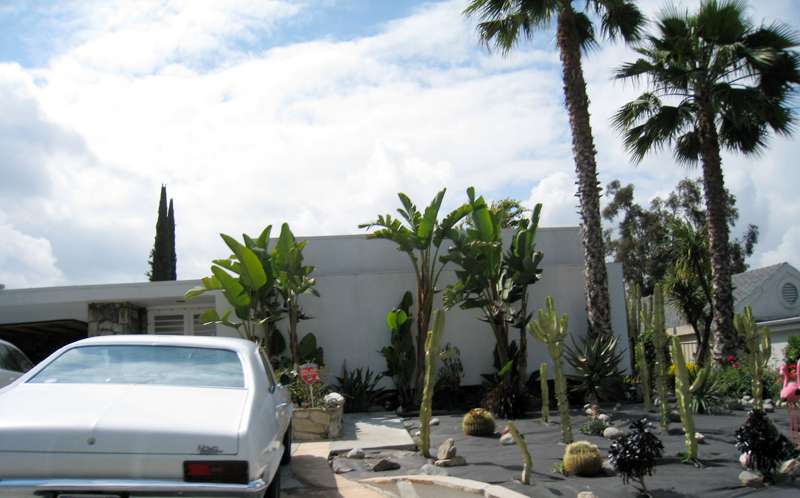 cactus+flamingo+front yard+LA