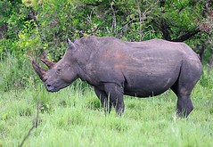 Nandi, Female White Rhino Ziwa Rhino Sanctuary, Uganda 1/2