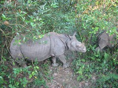 Nepal, neushoorns