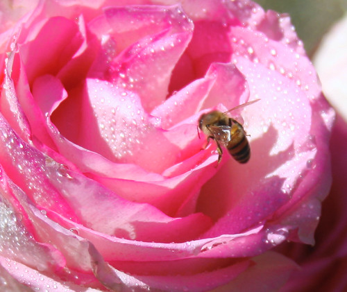 A bumble on a pink rose wet from the rain
