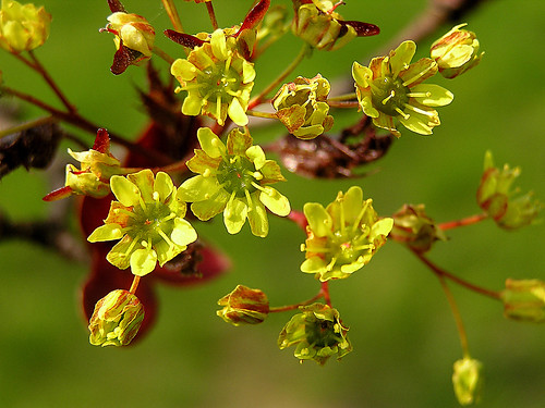 Infiorescenza dell Acer platanoides.....Norway maple flowers by Sante.boschianpest