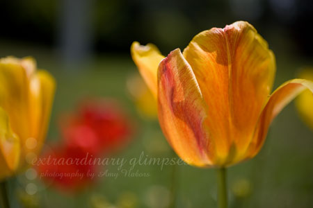 Tulips_041609_0004web