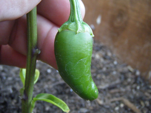 First Jalapeno