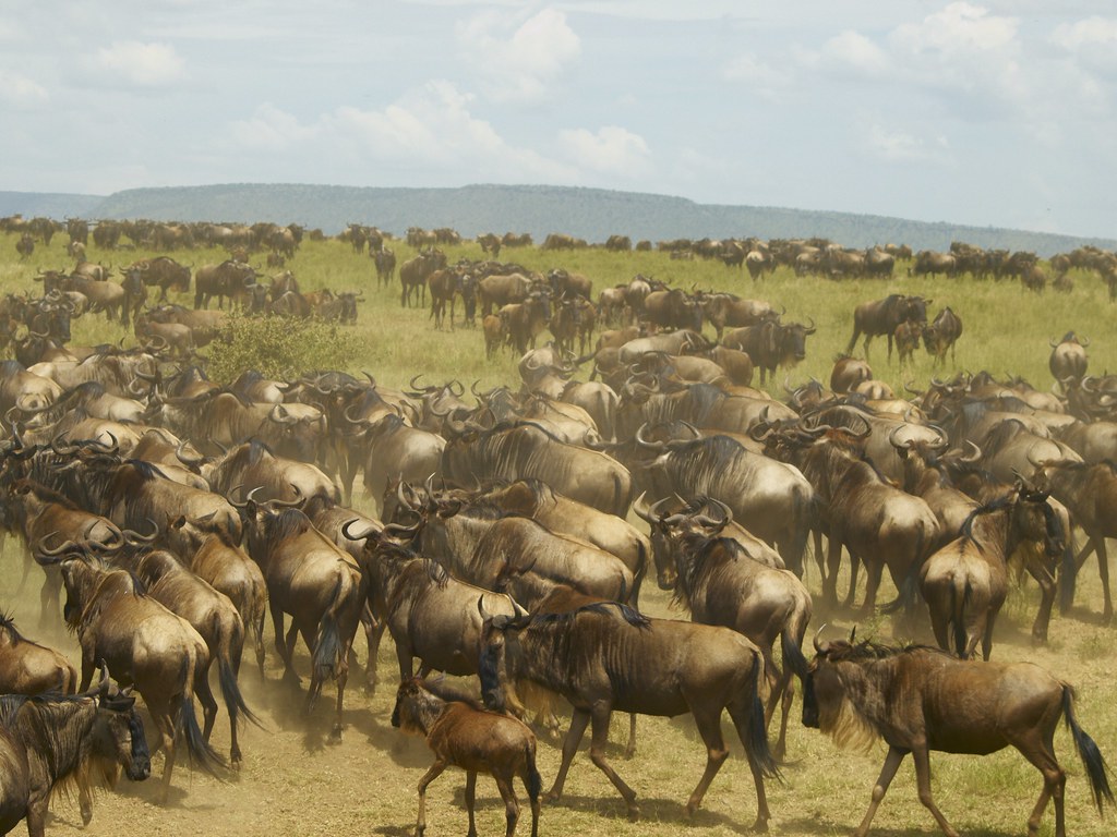 Dia quinto - 8 de mayo - Sentir el Serengeti - En busca de la gran migración (1)
