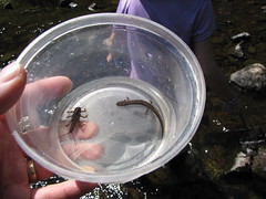 Salamander and stonefly nymph
