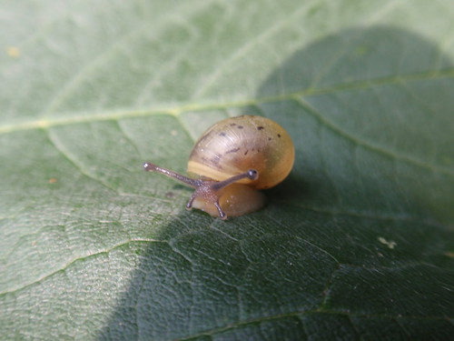 Schnecke - snail