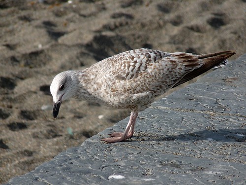 12395 - Herring Gull at Abersystwyth