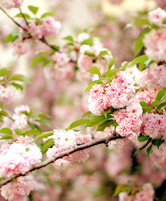 Joy: Blossoms on a Tree