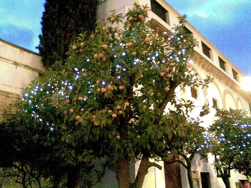 Christmas lights on an orange tree