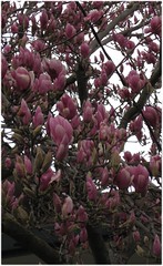 magnolias_1402