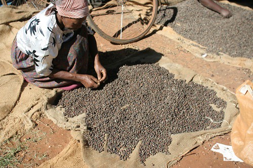 Sorting out defects from Mbuni coffee