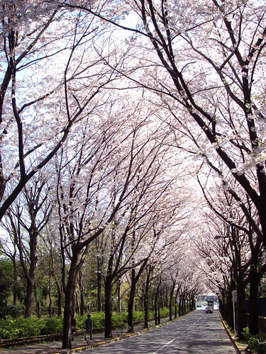 Sakura tunnel