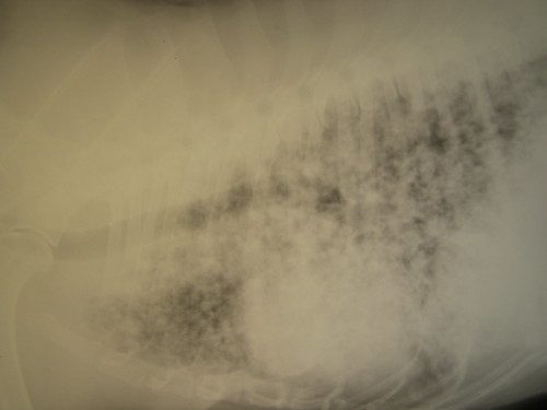 Radio thoracique de chienne : carcinome mammaire métastatique