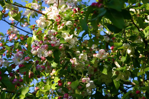 crabapple arbor is in bloom