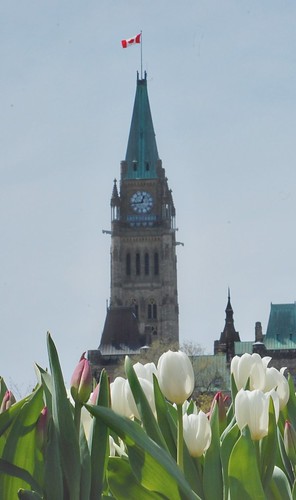 105:365 Tulips and the Peace Tower