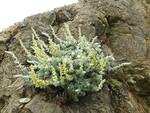 Artemisia californica?