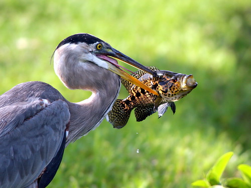 Great Blue Heron Catches Cichlid 20090528