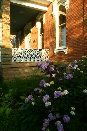 front porch hydrangeas