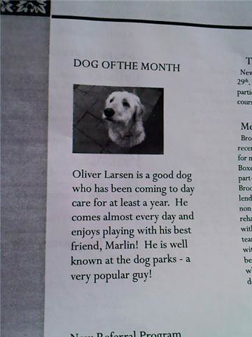 dog of month