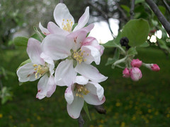 AppleBlossoms_51111e