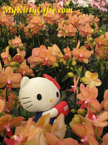 Hello Kitty's View of Orange Orchids in Hong Kong Orchid Trip