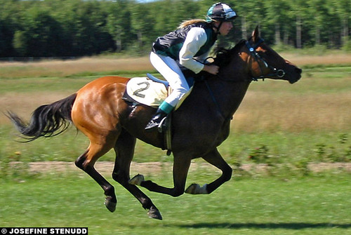 20020818_D_2 Arabian D-pony at Göteborg Galopp by ratexla.