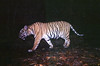 Pregnant Sumatran tiger di WWF International