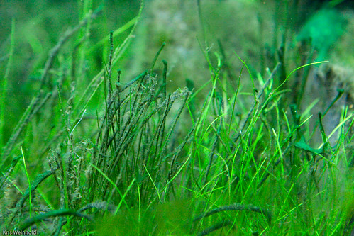 Hairgrass with Algae